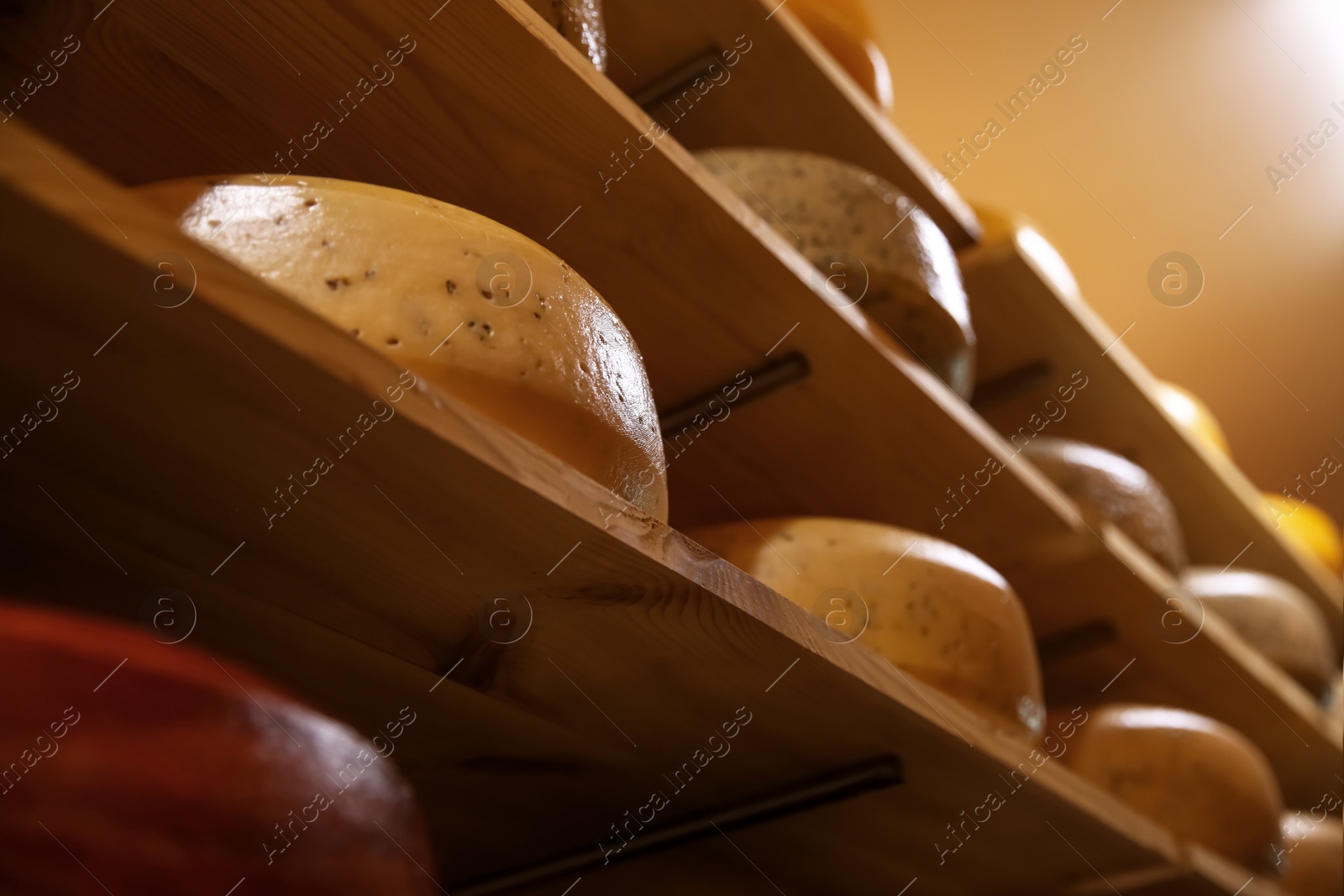 Photo of Fresh cheese heads on rack in factory warehouse