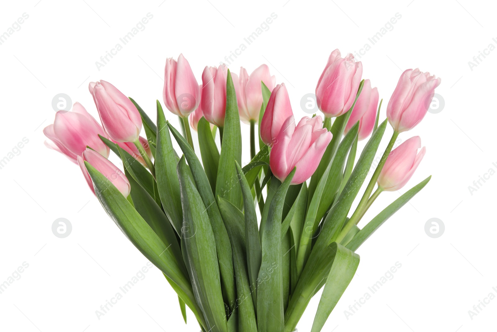 Photo of Beautiful pink spring tulips on white background