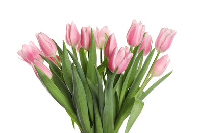 Beautiful pink spring tulips on white background