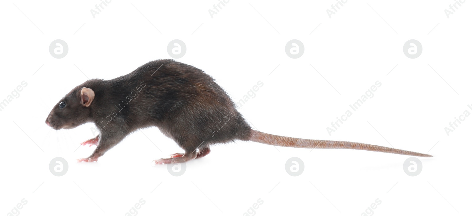 Photo of Cute rat on white background. Small rodent