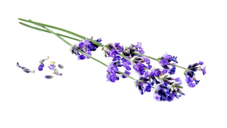 Photo of Beautiful tender lavender flowers on white background