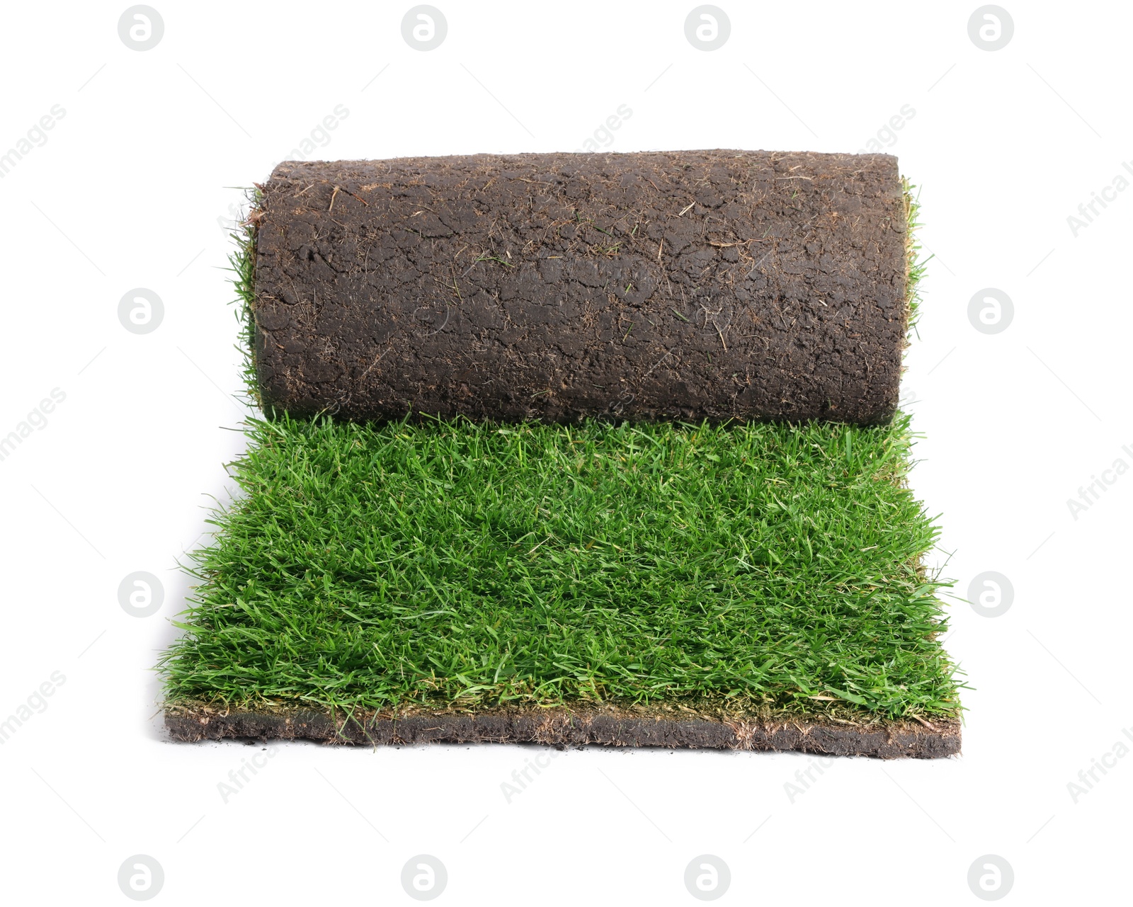 Photo of Rolled sod with grass on white background