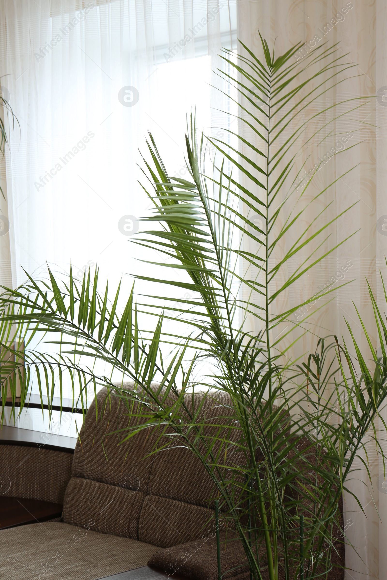 Photo of Beautiful palm plant growing near sofa indoors. House decoration