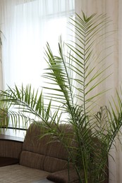 Beautiful palm plant growing near sofa indoors. House decoration