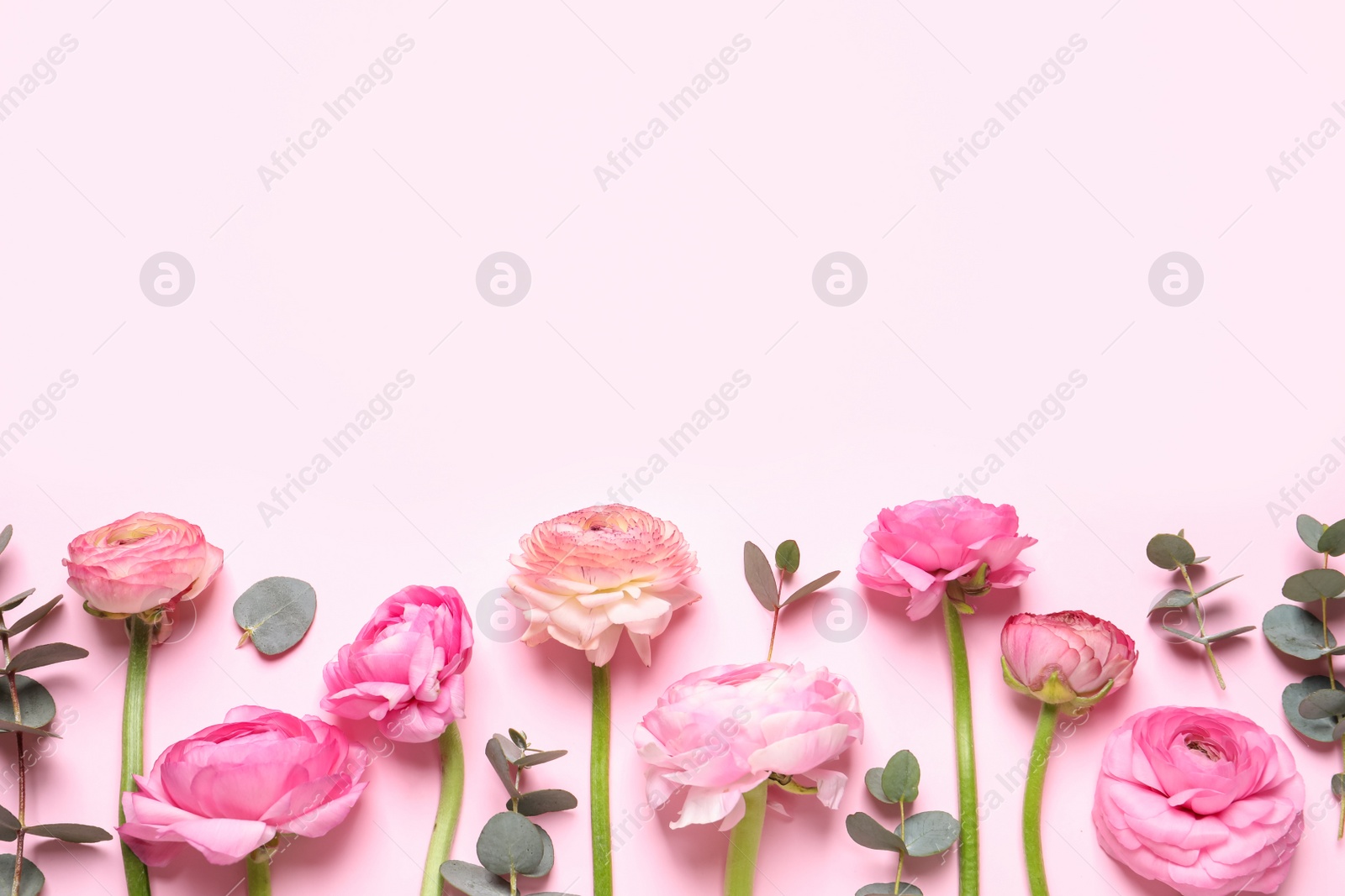 Photo of Beautiful ranunculus flowers on light pink background, flat lay. Space for text