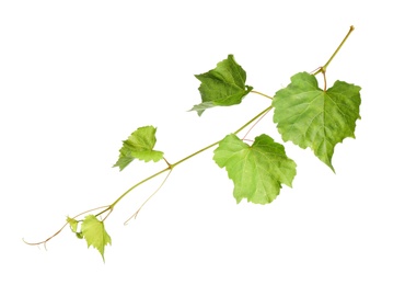 Photo of Fresh green grape leaves on white background