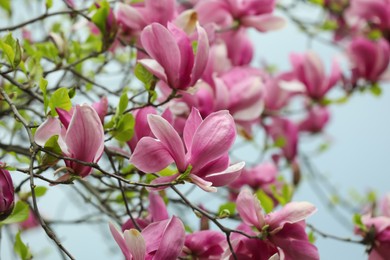 Beautiful magnolia tree with pink flowers on blurred background, closeup