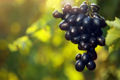 Bunch of fresh ripe juicy grapes against blurred background