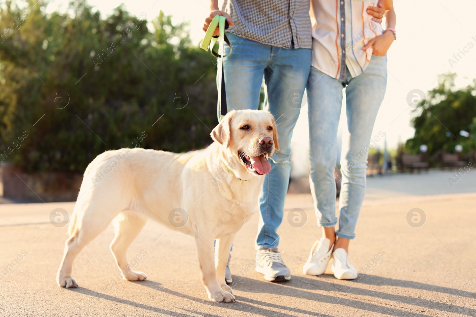 Photo of Owners walking their yellow labrador retriever outdoors