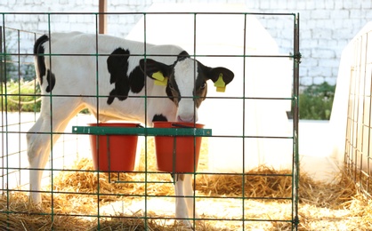 Photo of Pretty little calf in cage on farm. Animal husbandry