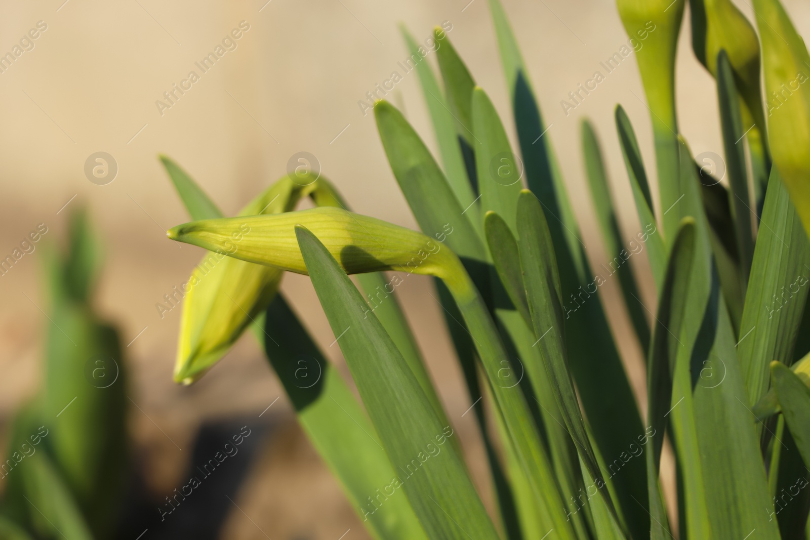 Photo of Daffodil plants growing in garden on sunny day, closeup