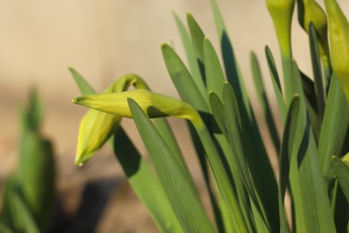 Daffodil plants growing in garden on sunny day, closeup