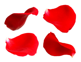 Fresh red rose petals on white background