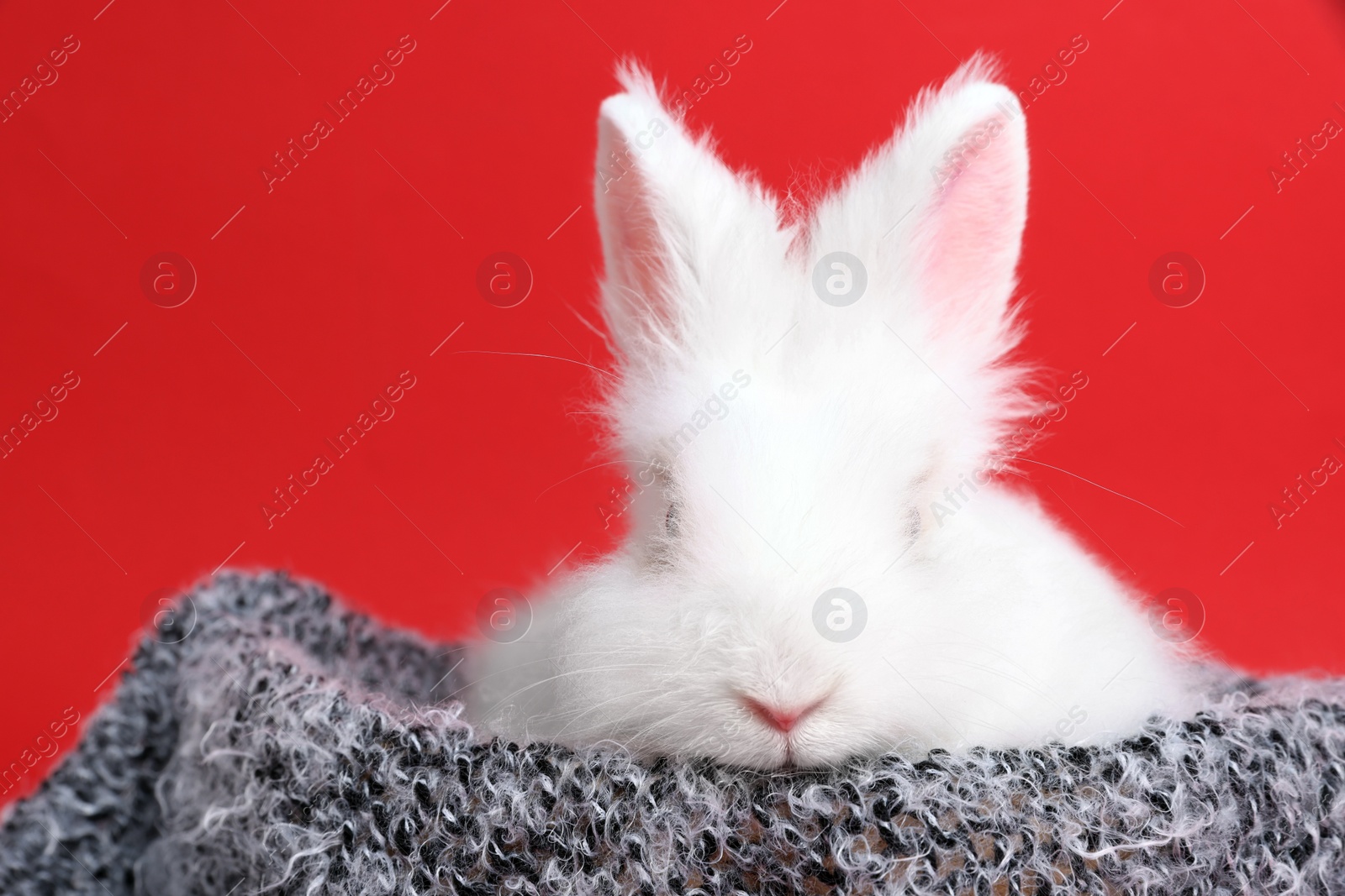 Photo of Fluffy white rabbit wrapped in soft blanket on red background. Cute pet