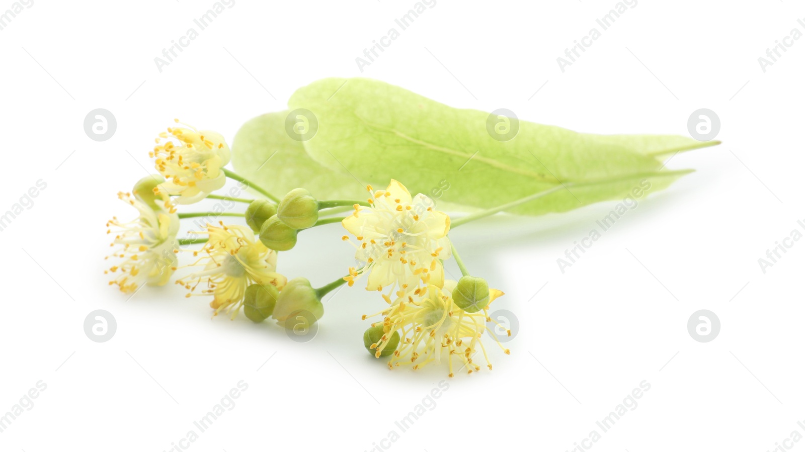 Photo of Beautiful linden tree blossom isolated on white