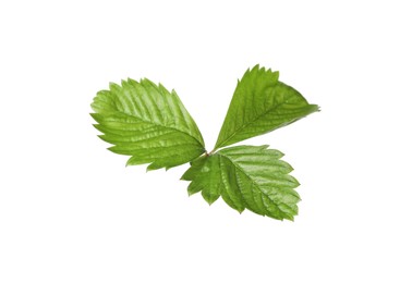 Photo of Green wild strawberry leaf isolated on white
