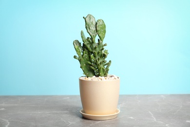 Beautiful cactus on table against color background