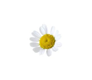 Photo of Beautiful small chamomile flower isolated on white
