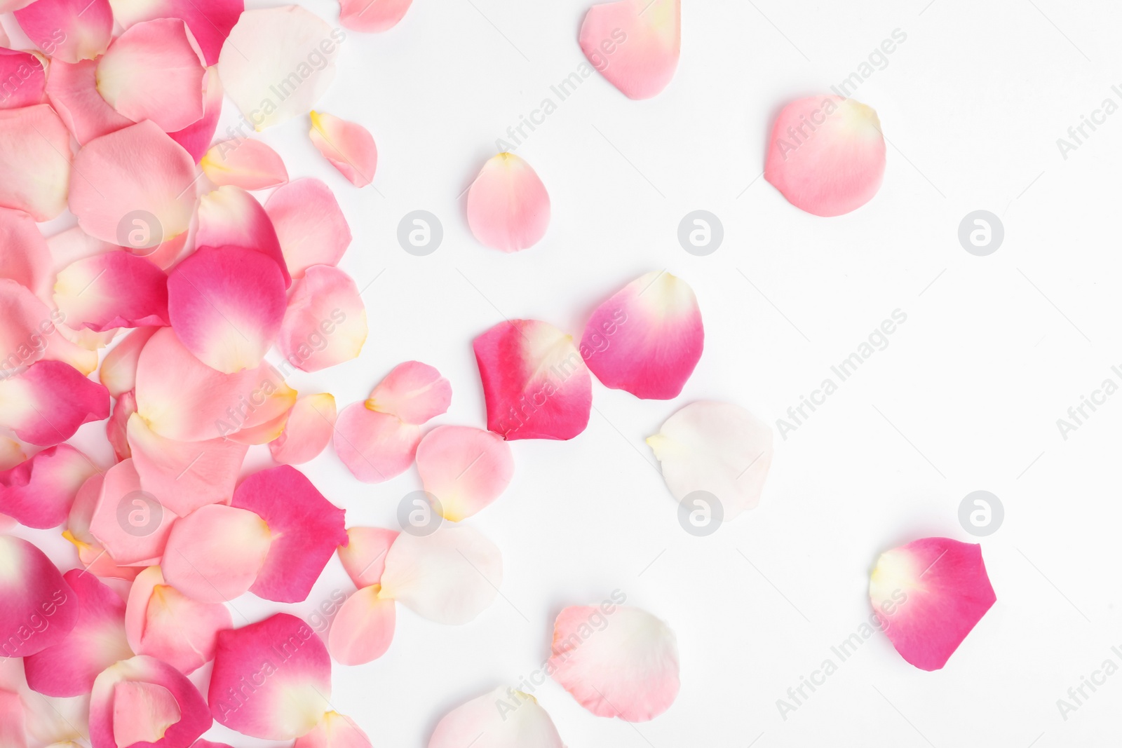 Photo of Beautiful petals on white background, flat lay