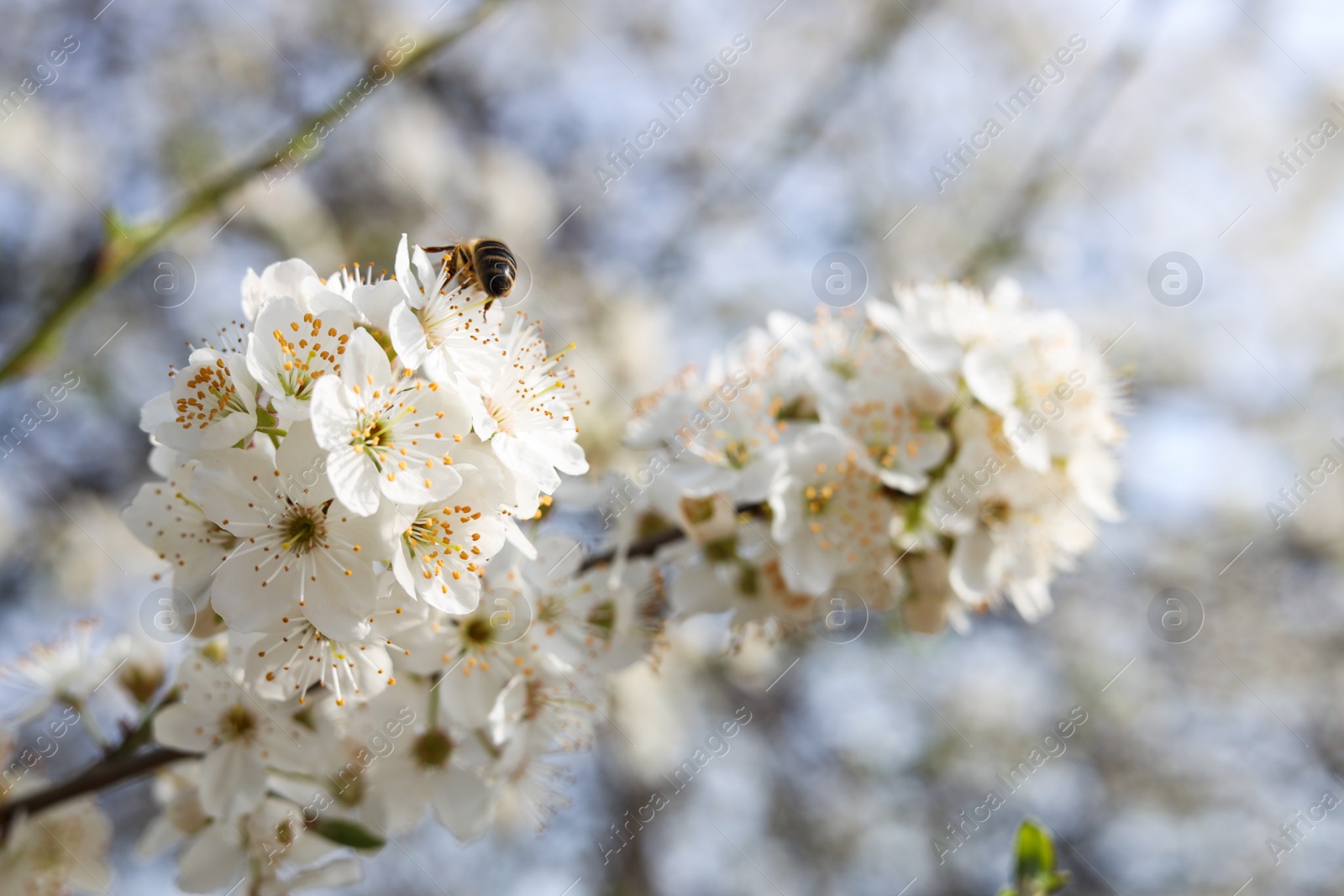 Photo of Honeybee on flower of beautiful blossoming plum tree outdoors