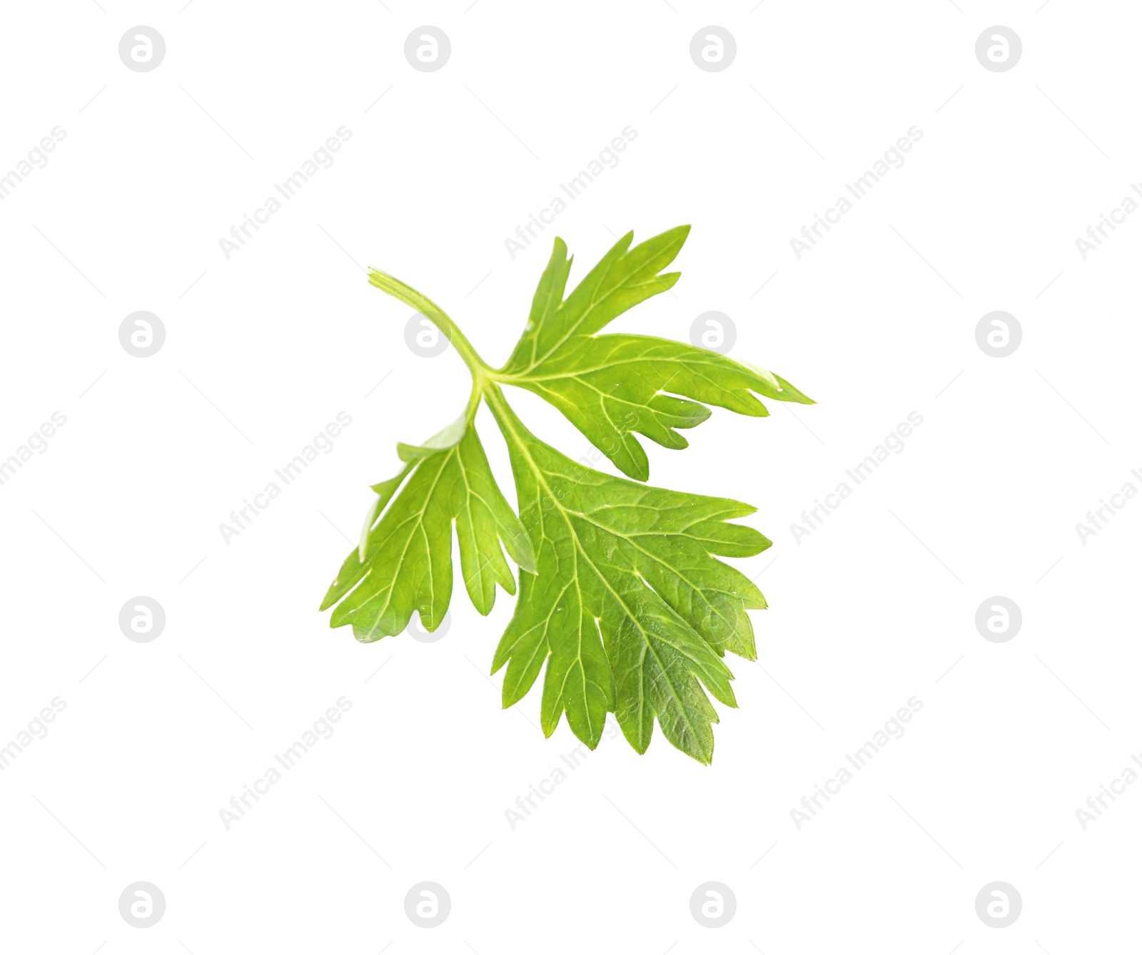 Photo of Aromatic fresh green parsley on white background