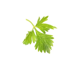 Aromatic fresh green parsley on white background