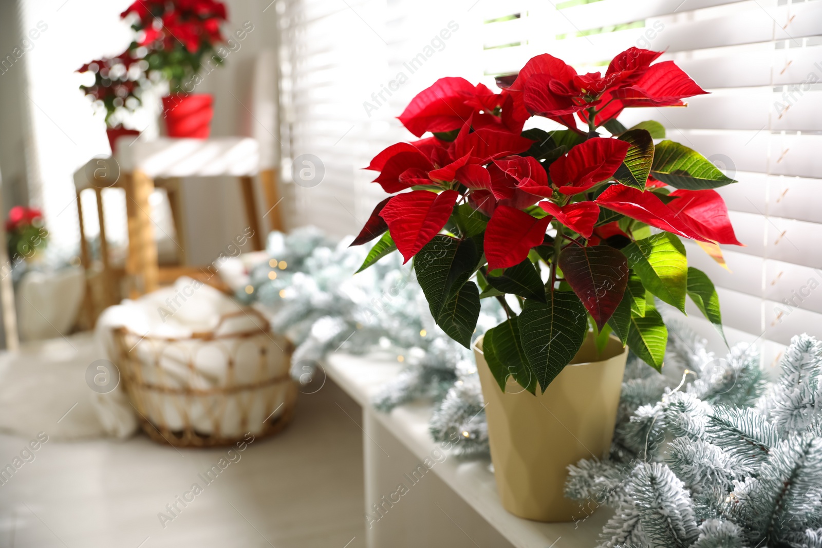 Photo of Beautiful potted poinsettia (traditional Christmas flower) and festive decor on window sill at home. Space for text