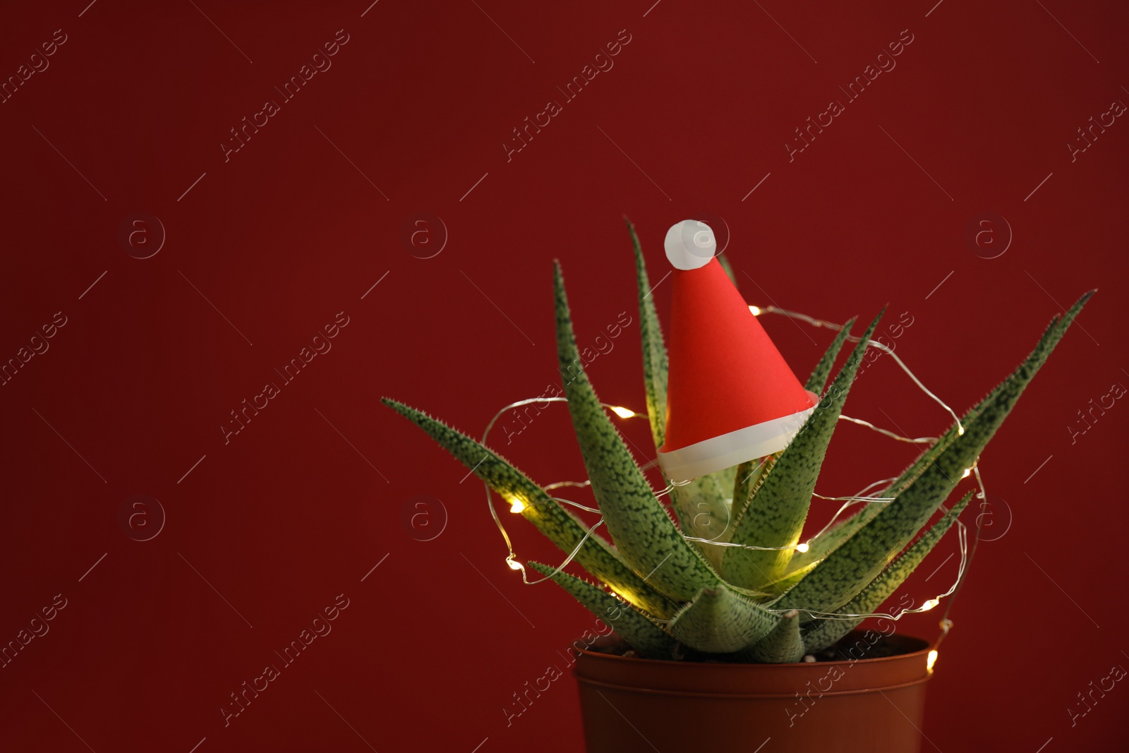 Photo of Cactus decorated with glowing fairy lights and santa hat on red background. Space for text