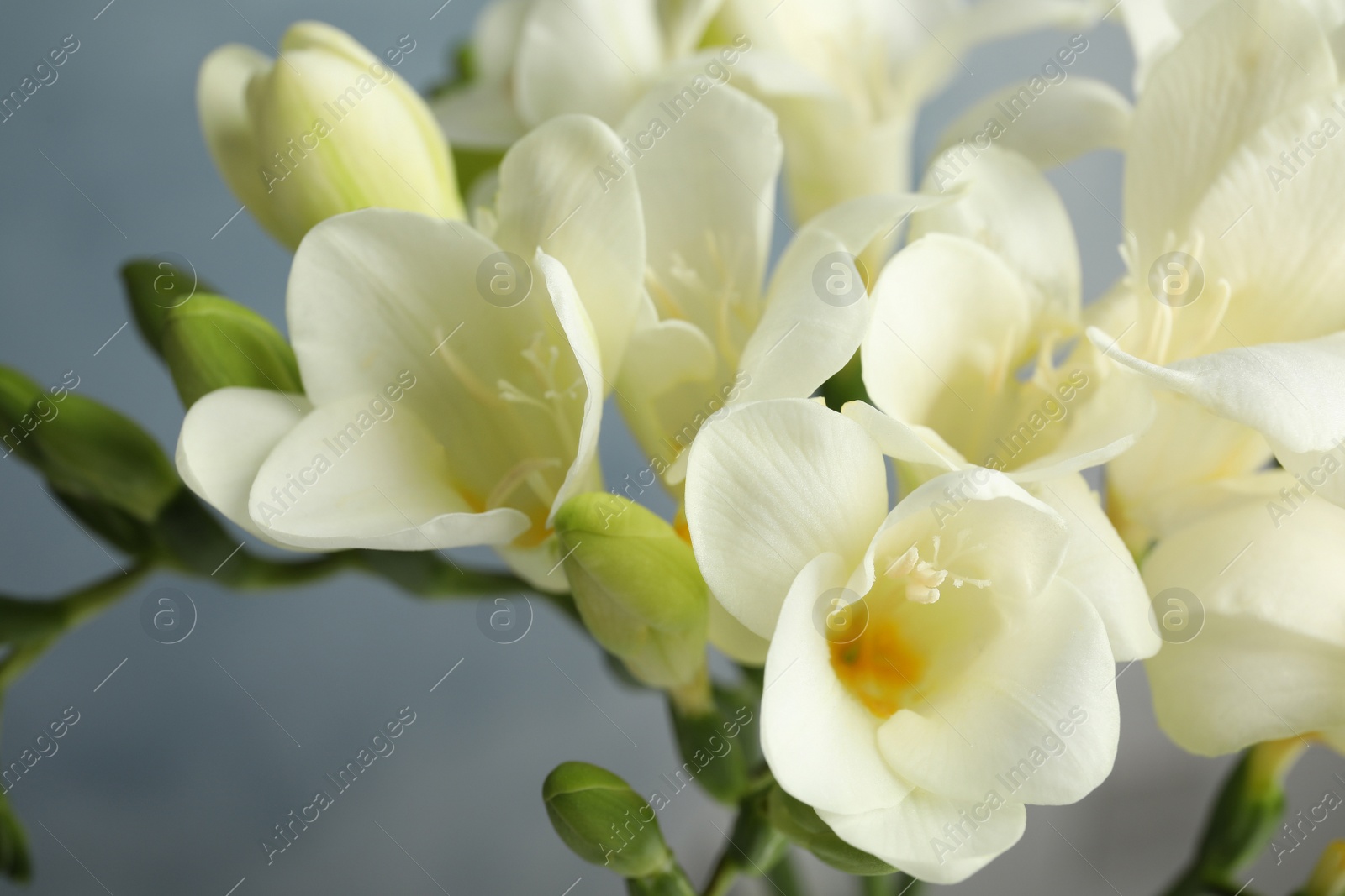 Photo of Beautiful bouquet of spring freesia flowers on color background, closeup