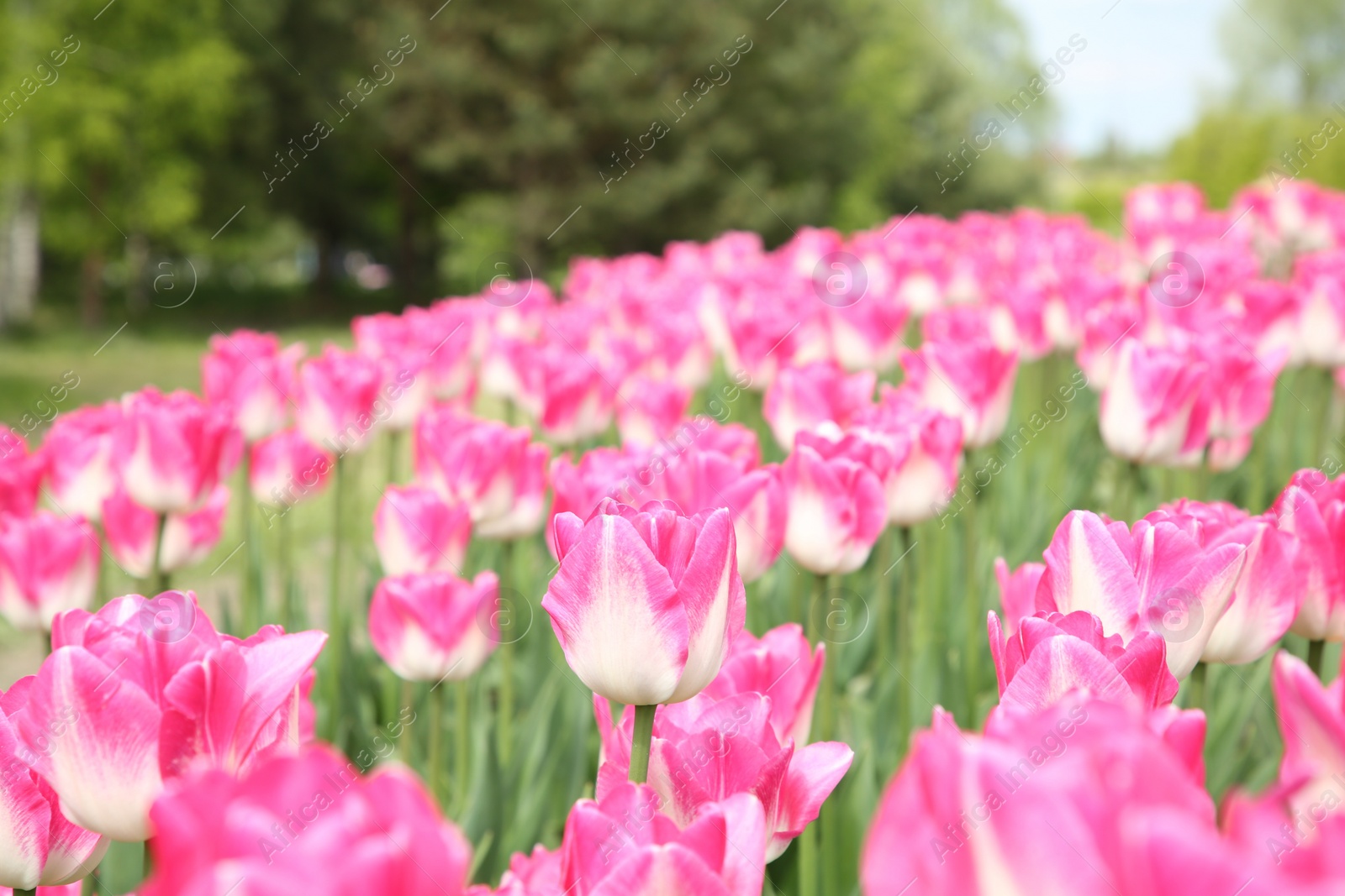 Photo of Beautiful pink tulip flowers growing in field, selective focus