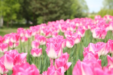 Beautiful pink tulip flowers growing in field, selective focus