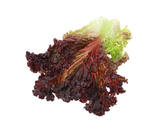 Leaf of fresh red coral lettuce isolated on white