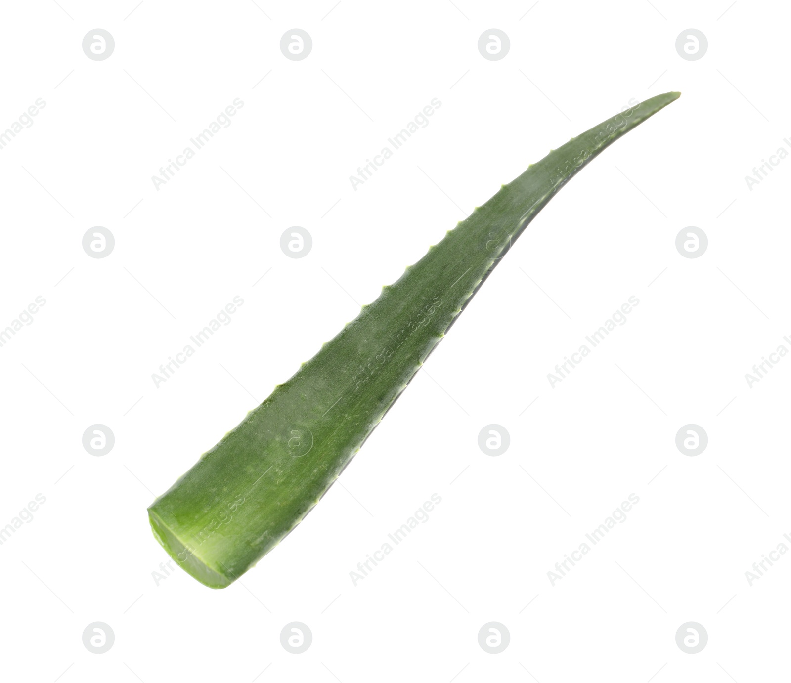 Photo of One aloe vera leaf isolated on white