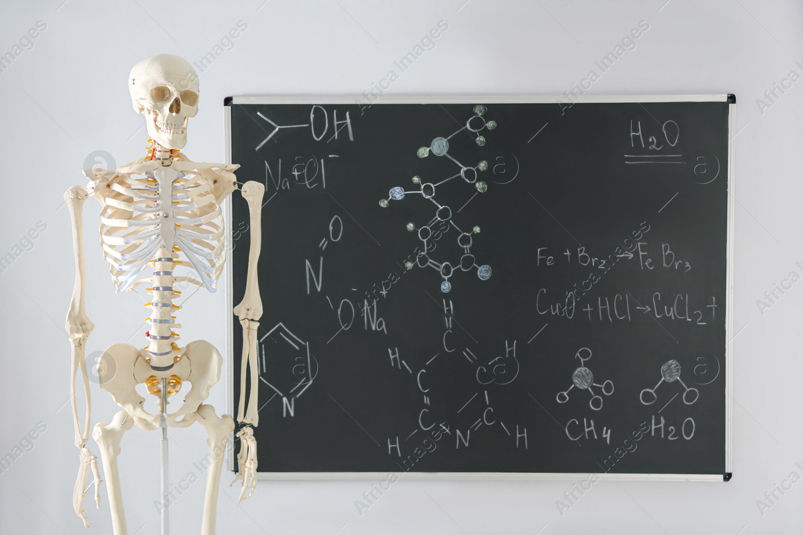 Photo of Human skeleton model near chalkboard in classroom