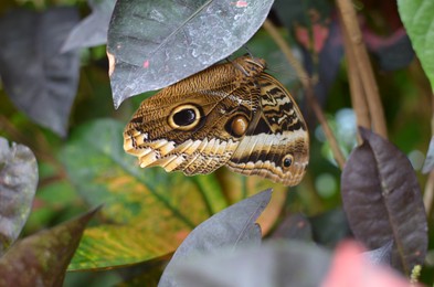 Photo of Beautiful yellow-edged giant owl butterfly on plant outdoors, closeup