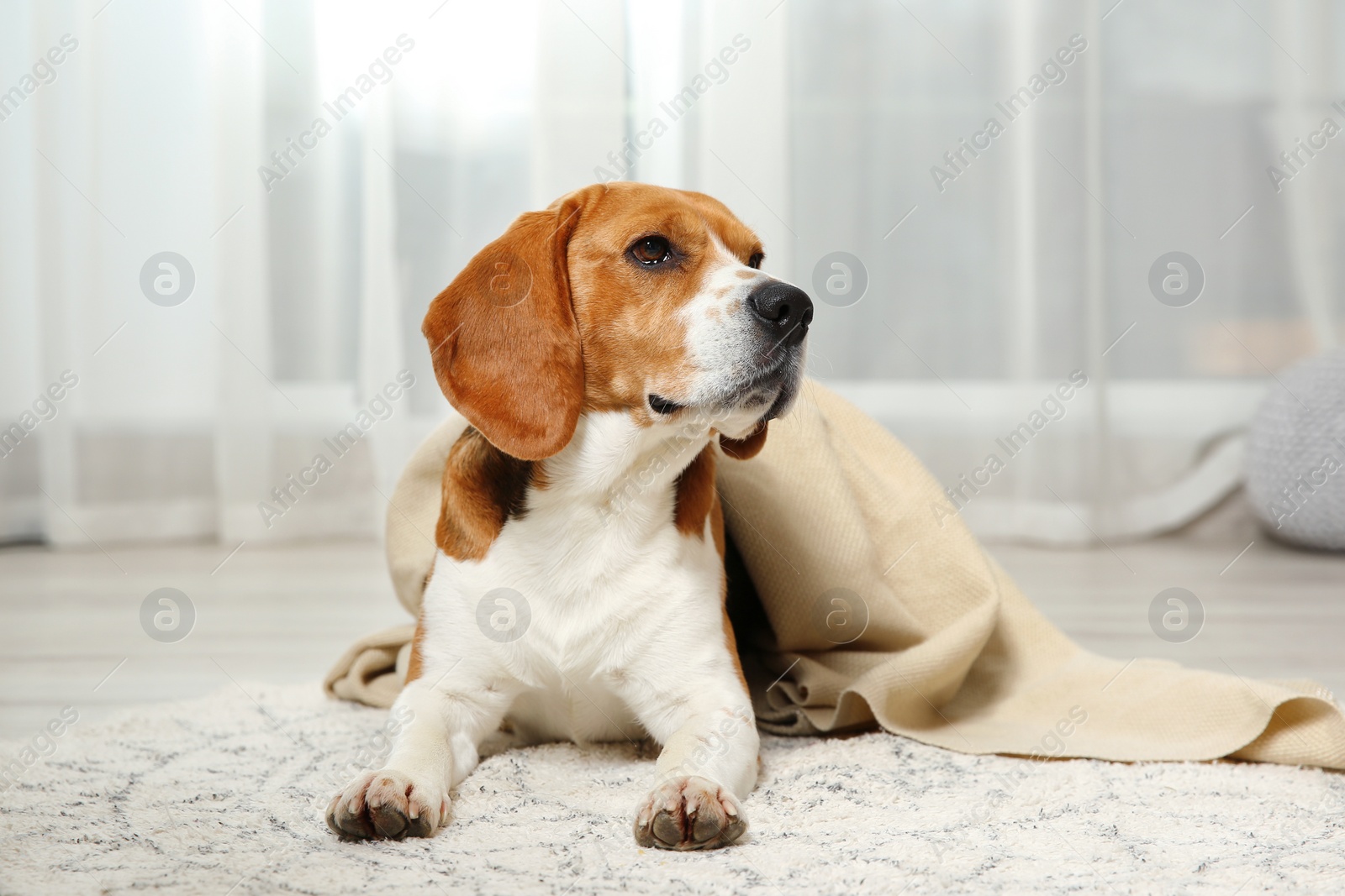 Photo of Funny beagle dog with blanket lying on rug indoors