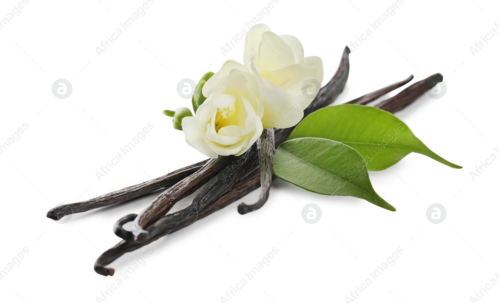 Photo of Vanilla pods, green leaves and flowers isolated on white