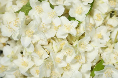 Photo of Beautiful jasmine flowers as background, top view