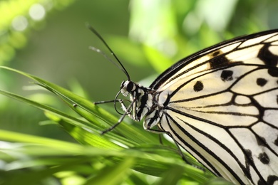Beautiful rice paper butterfly on green plant in garden, closeup