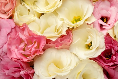 Photo of Beautiful blooming Eustoma flowers as background, closeup
