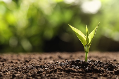 Young seedling in soil on blurred background, space for text