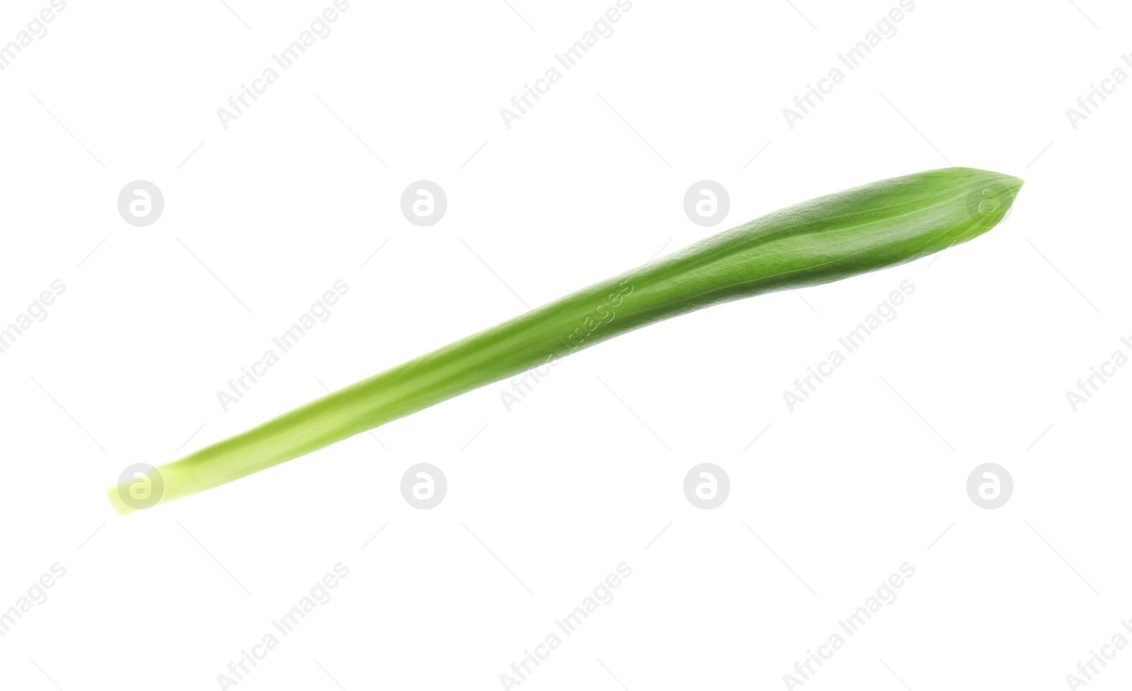 Photo of Leaf of wild garlic or ramson isolated on white