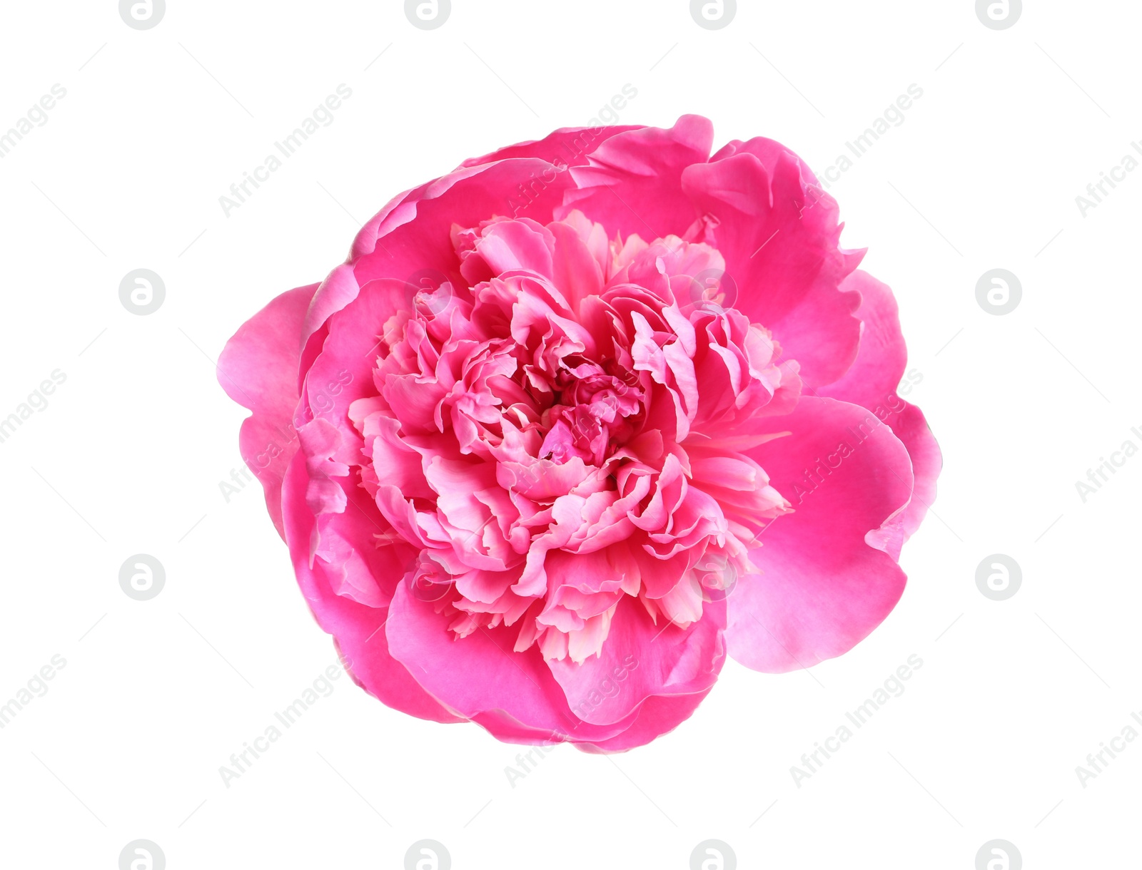 Photo of Beautiful fresh peony flower on white background, top view