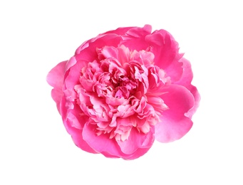 Photo of Beautiful fresh peony flower on white background, top view