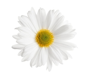 Beautiful and delicate chamomile flower on white background