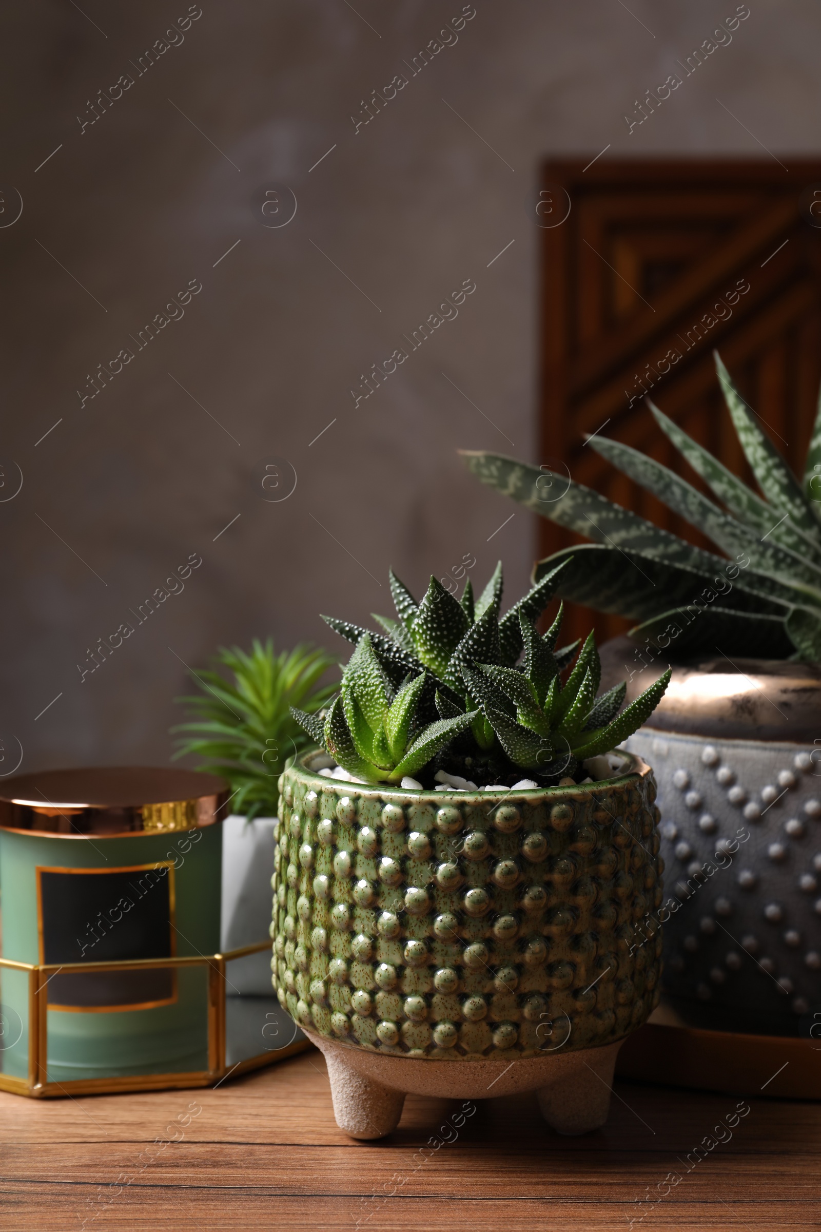 Photo of Beautiful Haworthia and Gasteria in pots with decor on wooden table. Different house plants