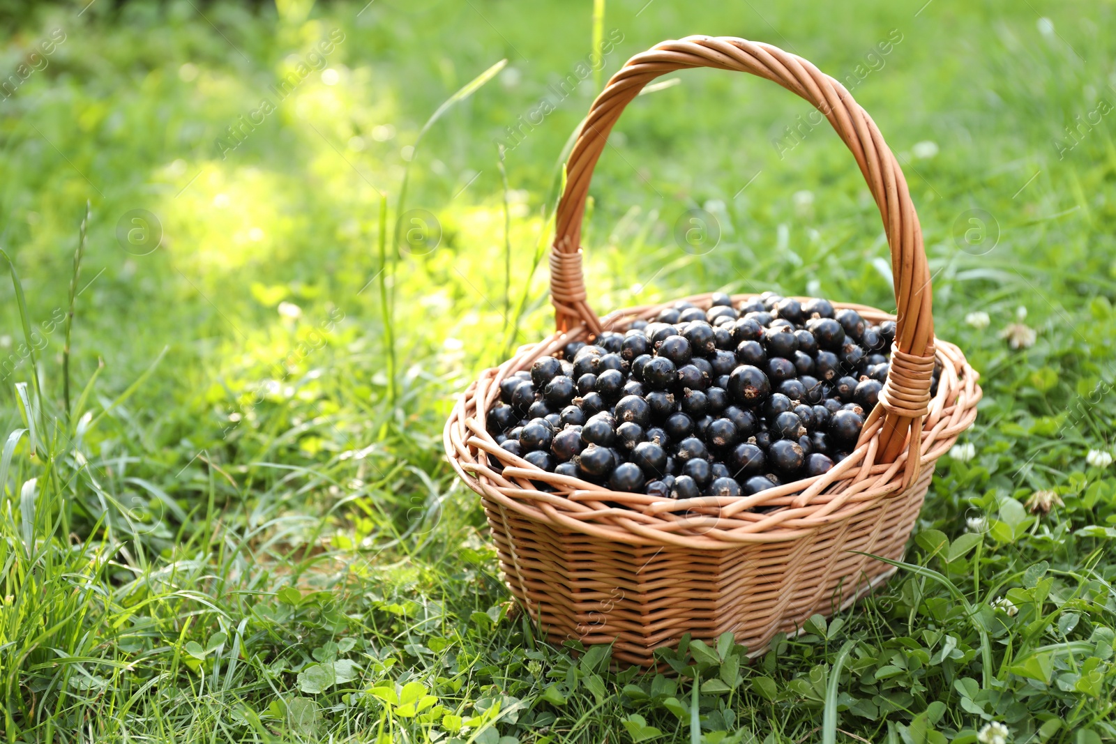 Photo of Ripe blackcurrants in wicker basket on green grass. Space for text