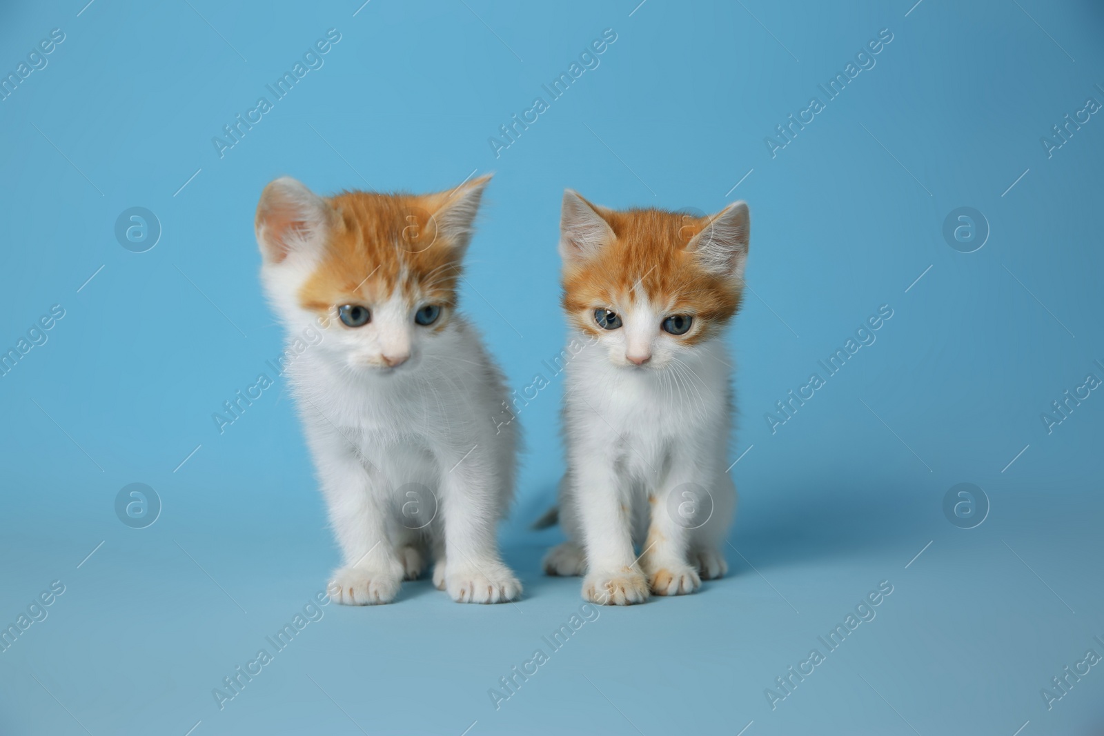 Photo of Cute little kittens on light blue background. Baby animals