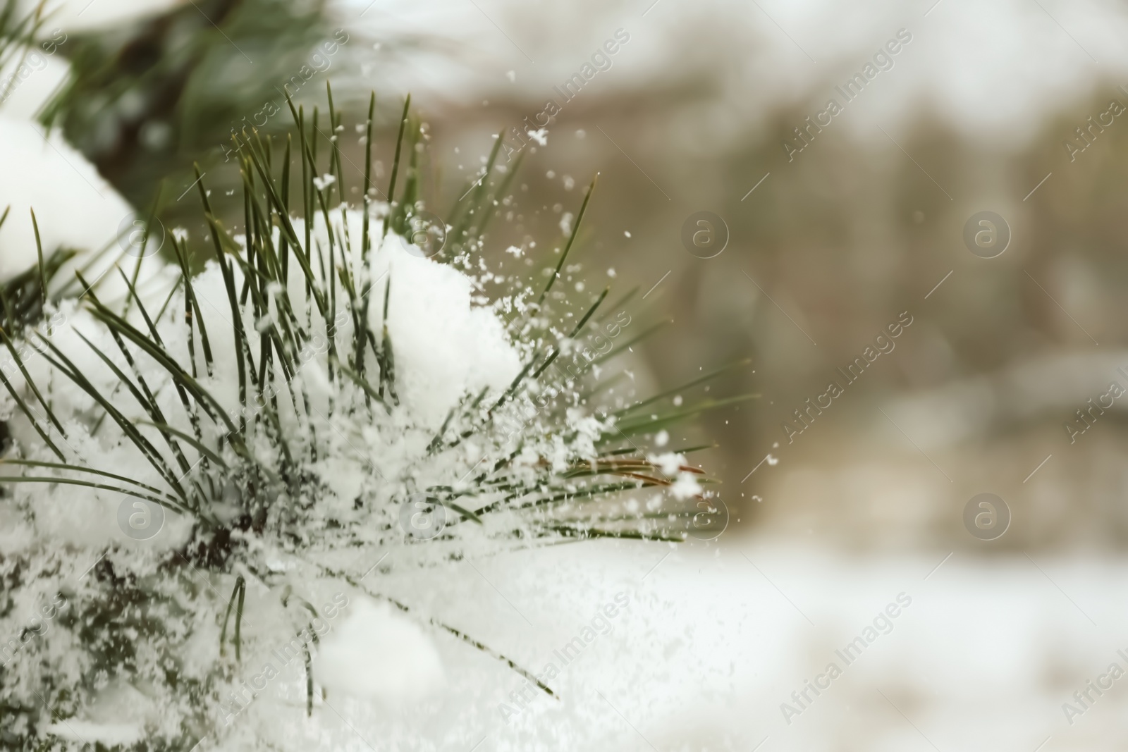 Photo of Pine branch covered with snow outdoors on winter day, closeup
