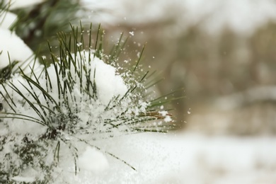 Pine branch covered with snow outdoors on winter day, closeup